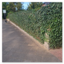Geschnittene Hecke an einer Bushaltestelle