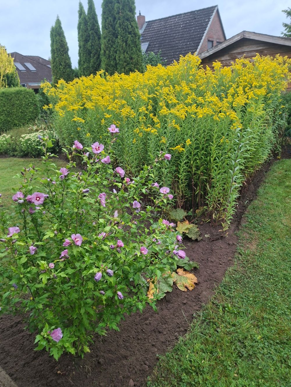 Gepflegtes Blumenbeet mit frischen Pflanzen