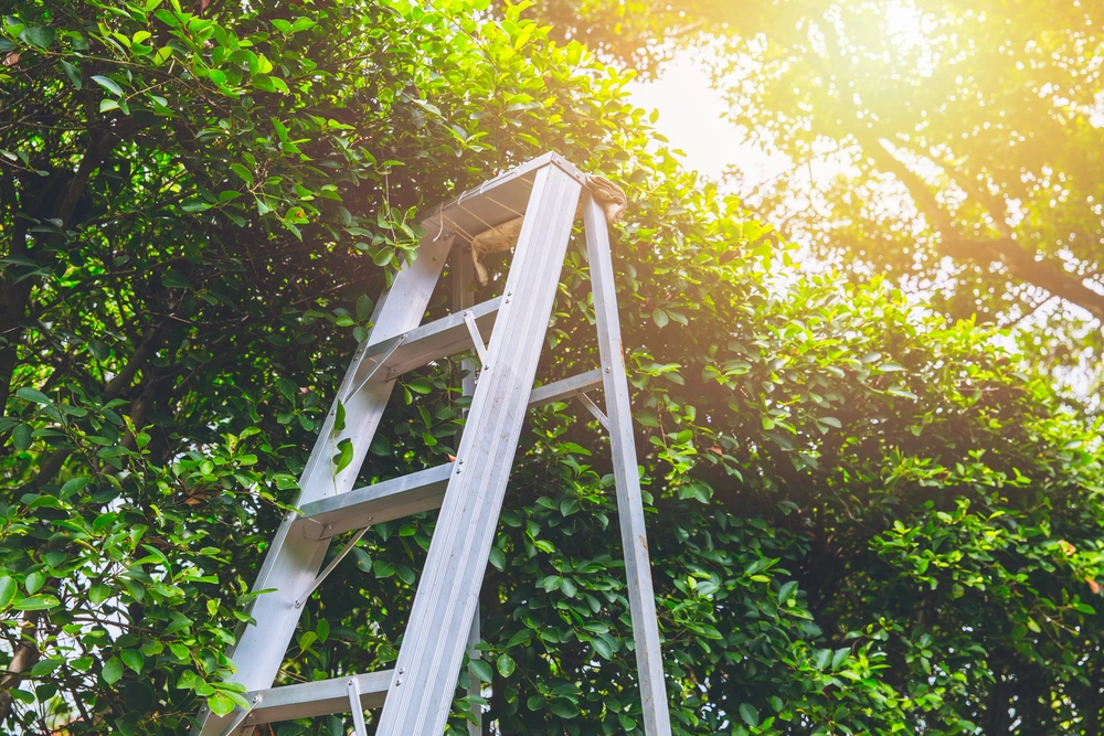 Arbeiter auf Leiter beim Schneiden einer hohen Hecke