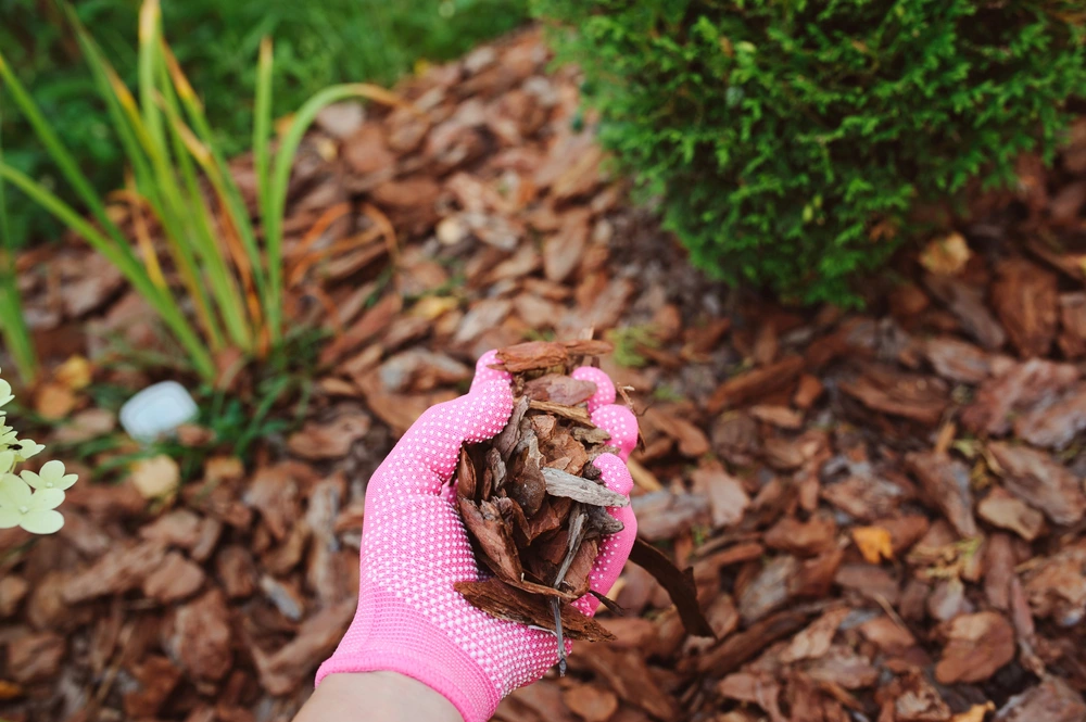 Mit Rindenmulch abgedecktes Beet