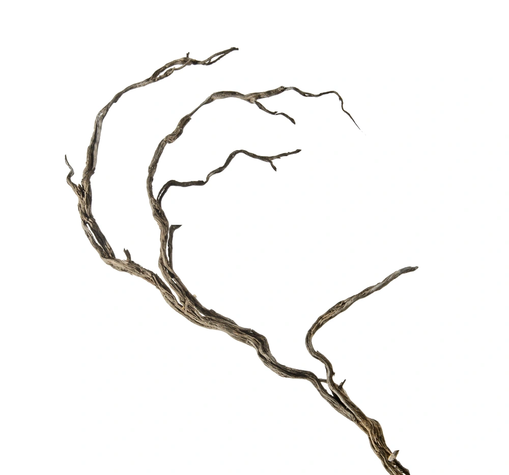Vertrocknete Äste in einem Baum, die entfernt werden müssen