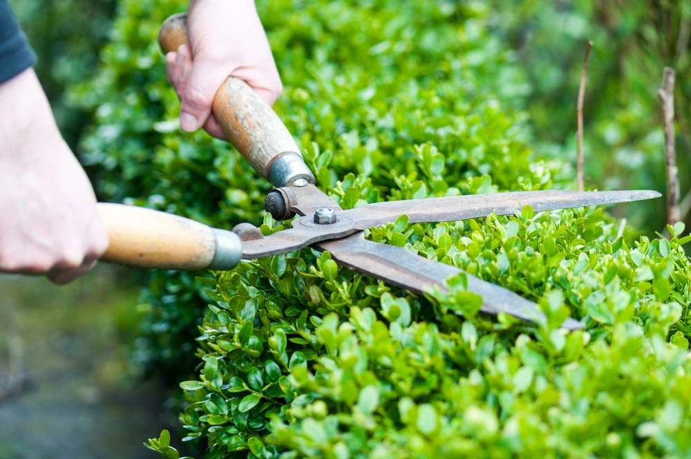 Gärtner schneidet eine Hecke mit Heckenschere