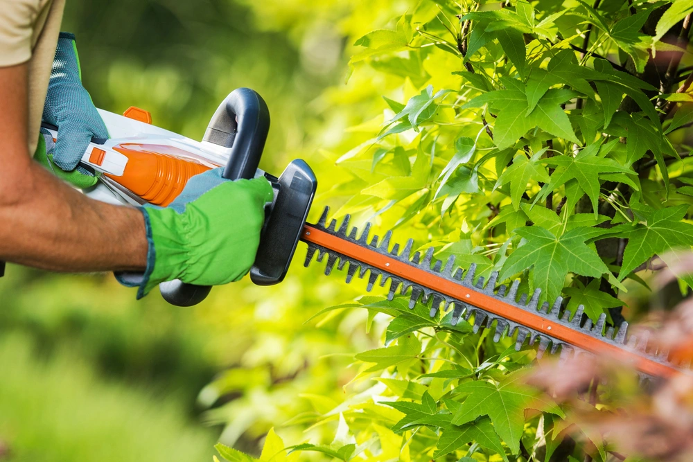 Rückschnitt von Sträuchern in einem Garten