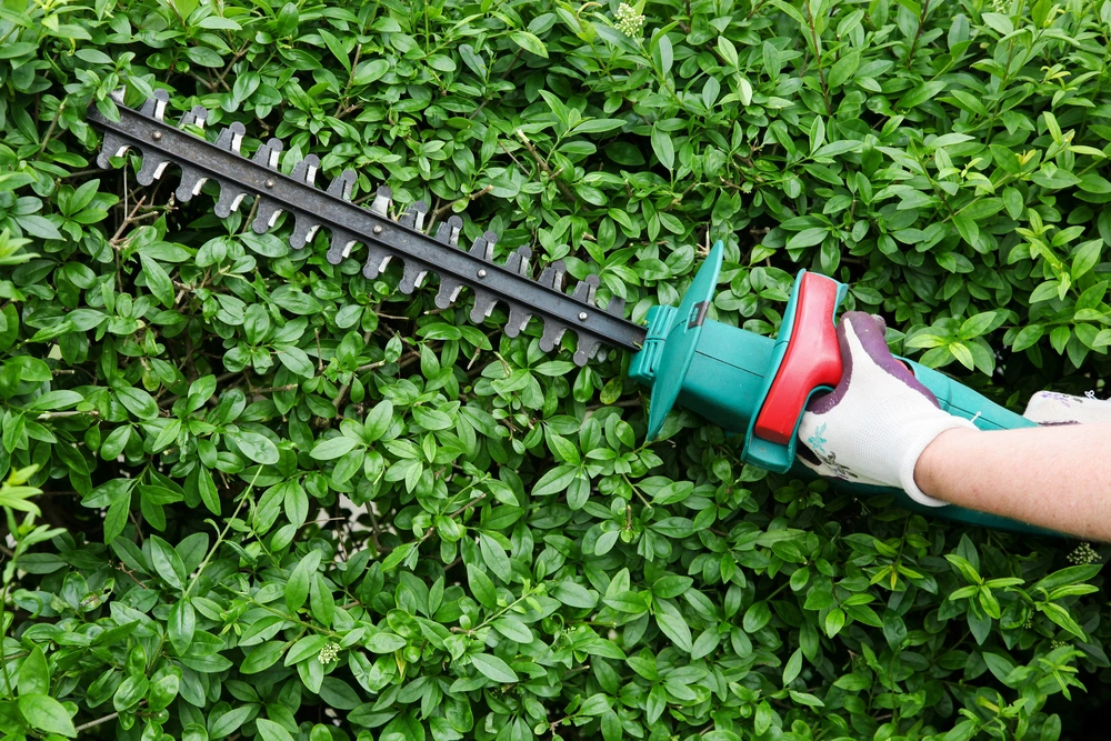 Gartenhecke wird mit einer Heckenschere gekürzt