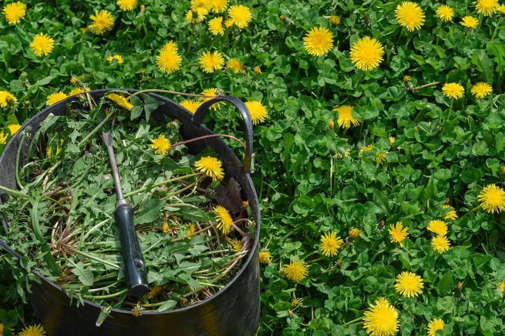 Entfernen von Unkraut in einem verwilderten Gartenbeet
