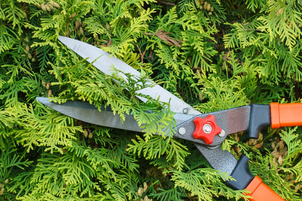 Gärtner mit Heckenschere schneidet eine Hecke
